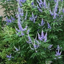 Agnus Castus als supplement gebruiken bij een tekort aan progesteron